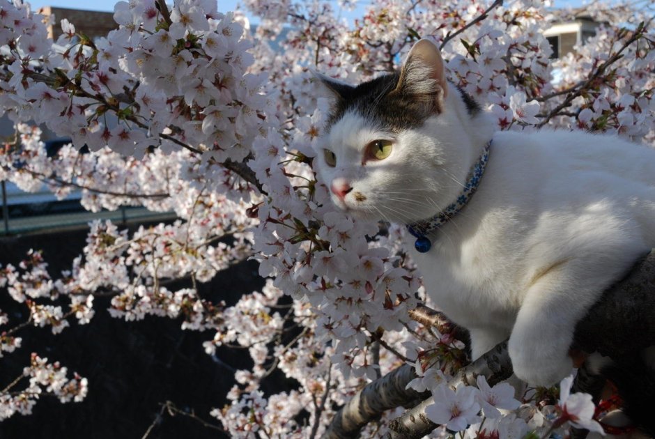 Кот Весна Эстетика