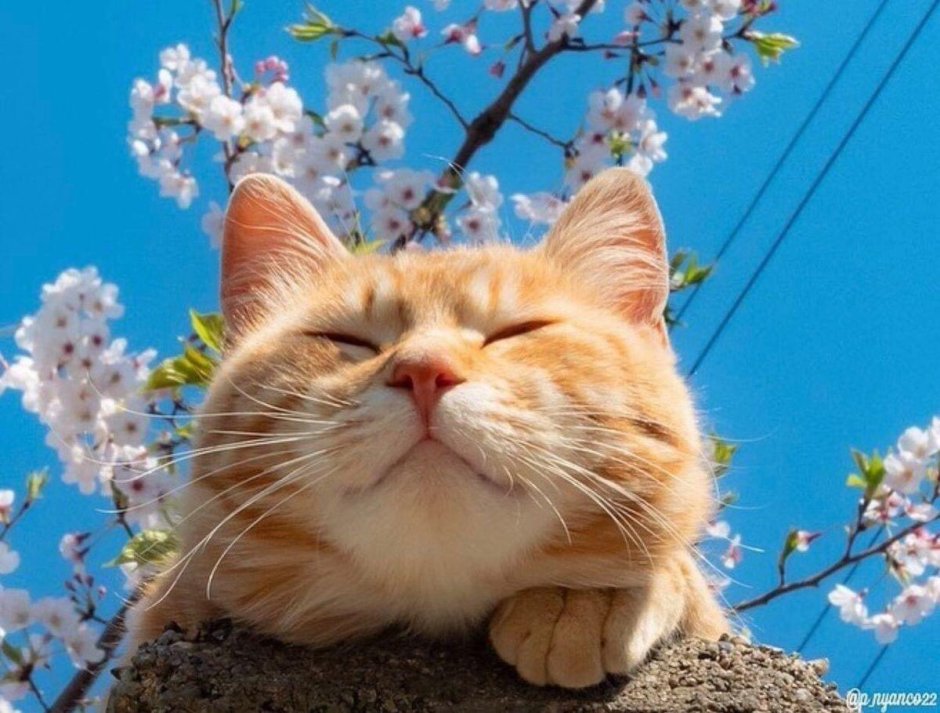 Весна и котики