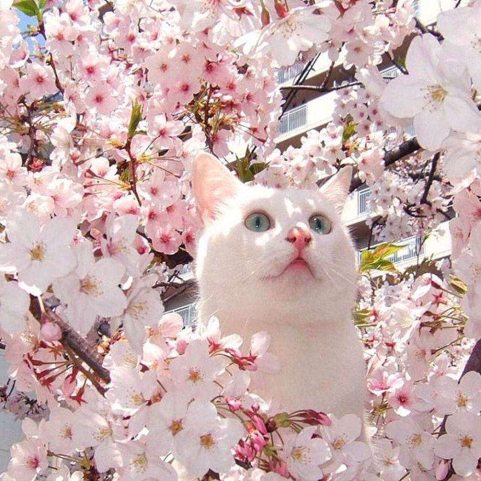Кот на Сакуре