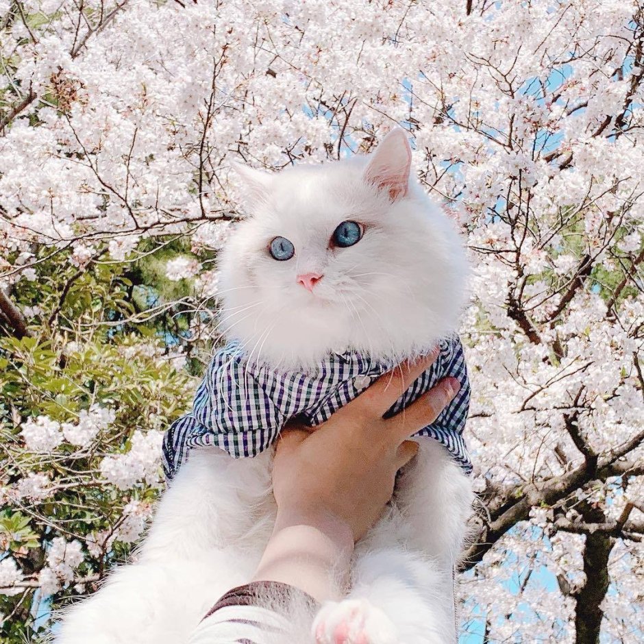 Кот Эстетика