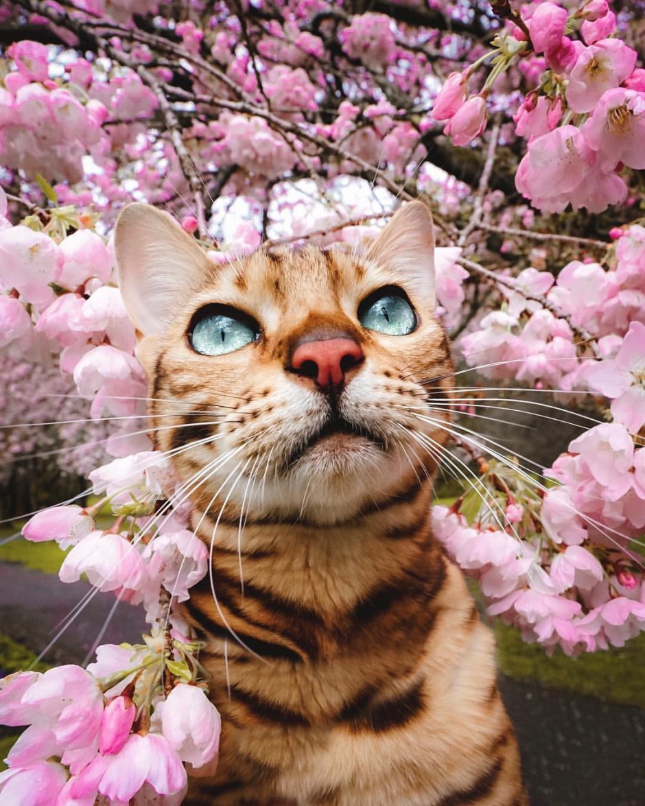Кот Весна