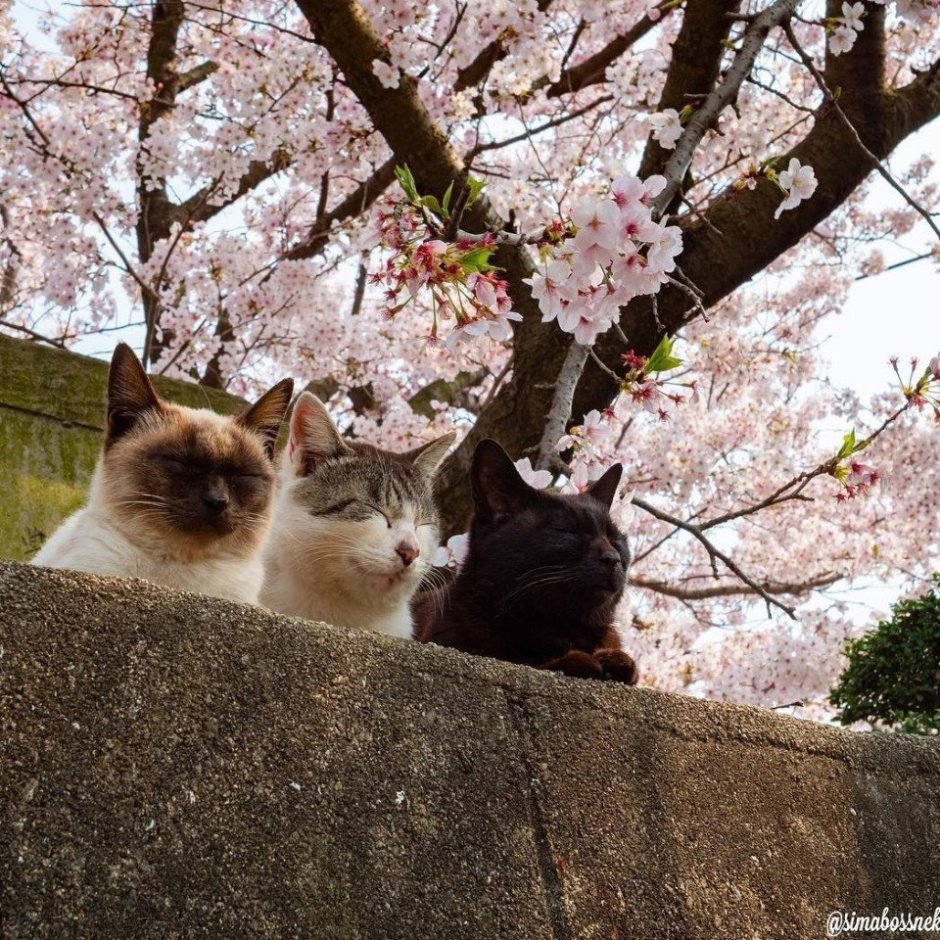 Кот Весна