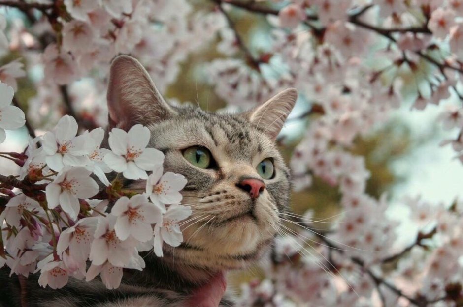 Весна и котики
