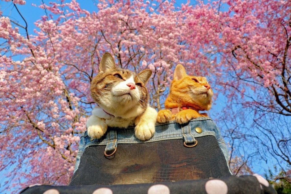 Кошка в цветах