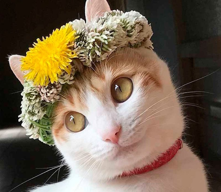 Кошка в венке
