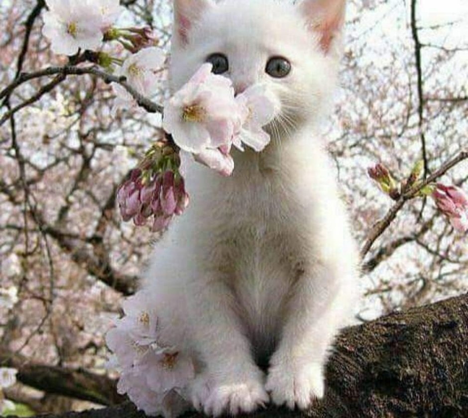 Котенок в цветах