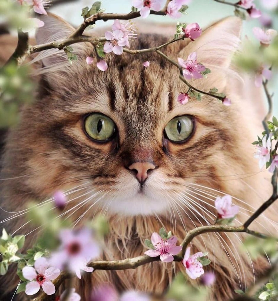 Кошачья морда в цветах
