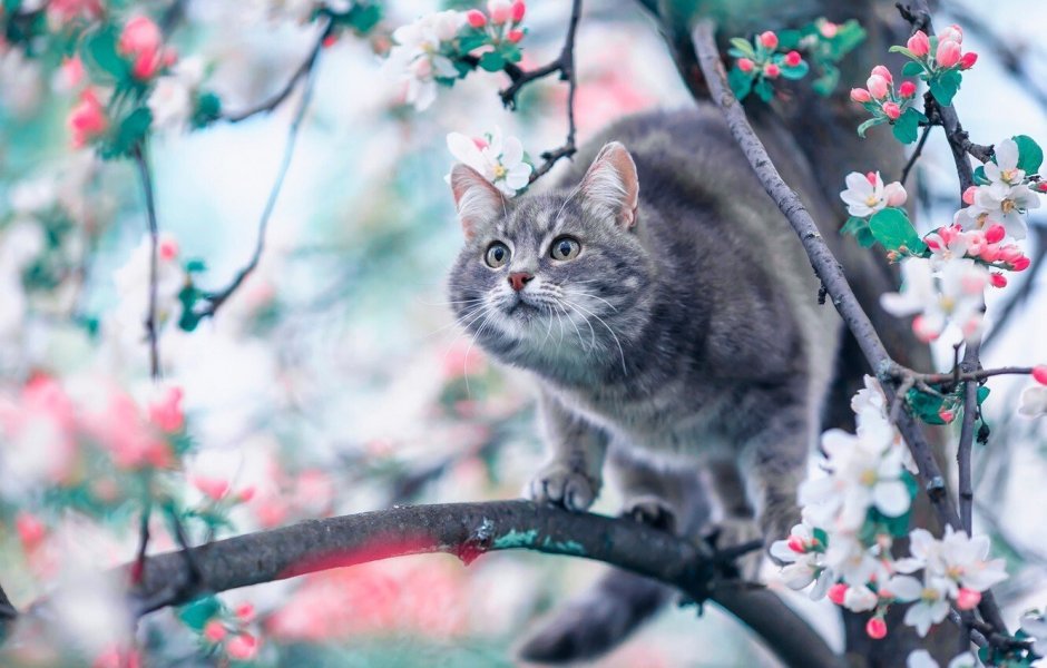 Кот весной