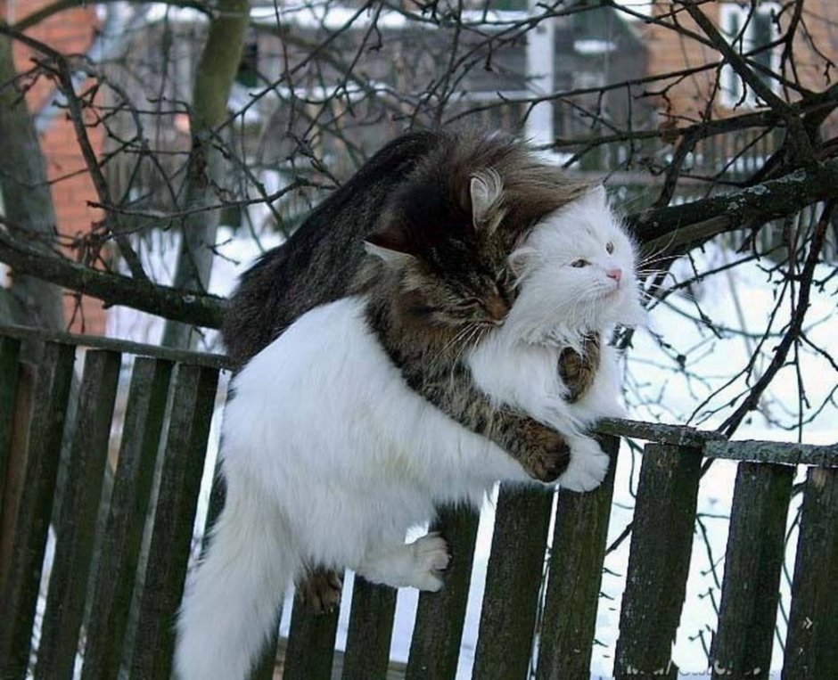 Мартовские кошки приколы