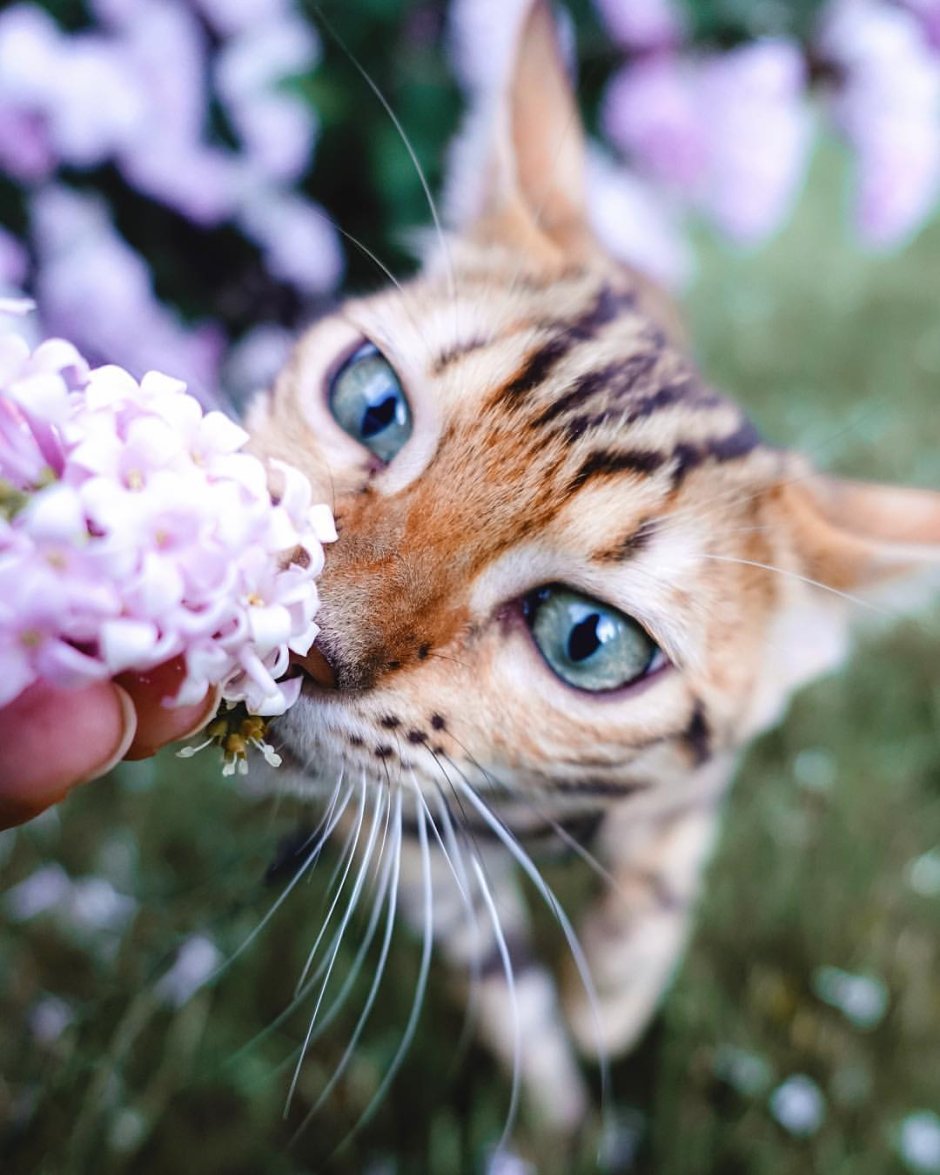 Кошка нюхает цветы