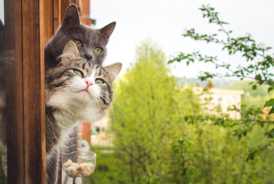 Коты весной