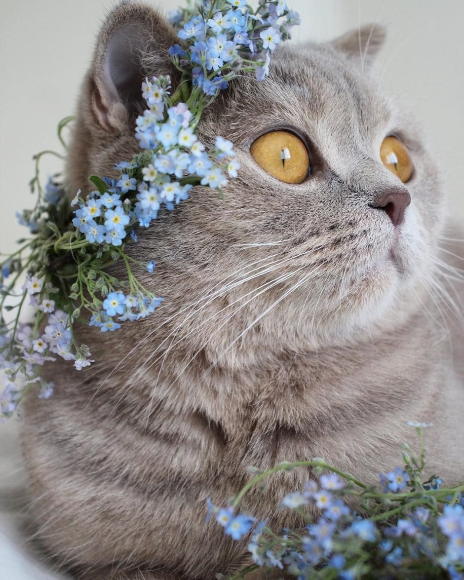 Кот с цветами