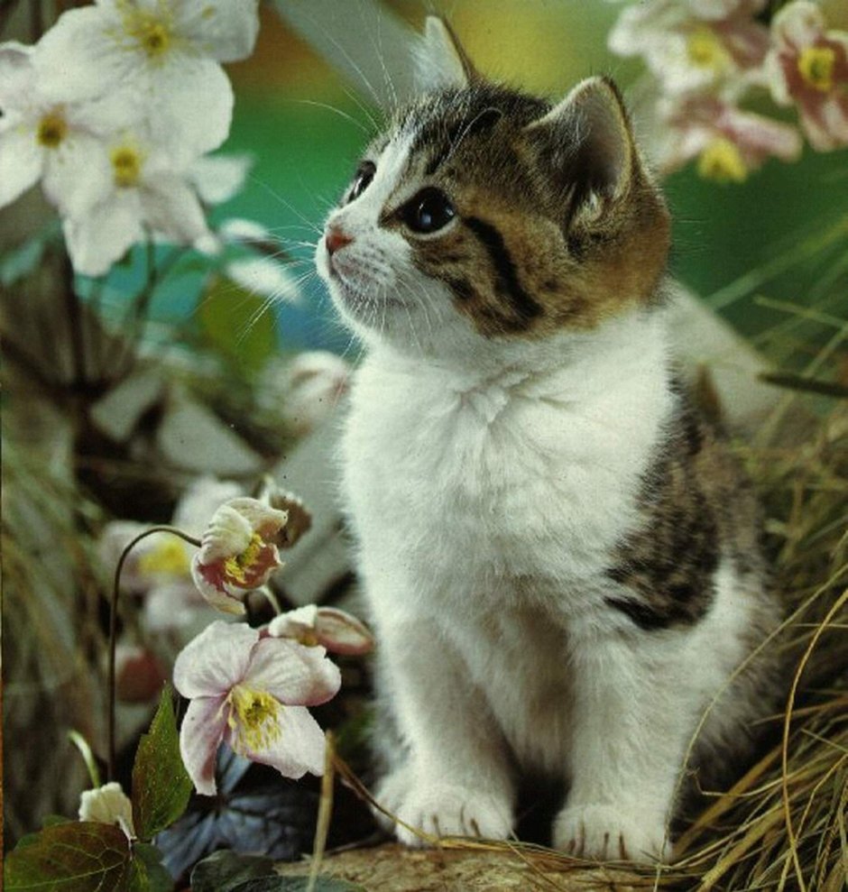 Уютный котик