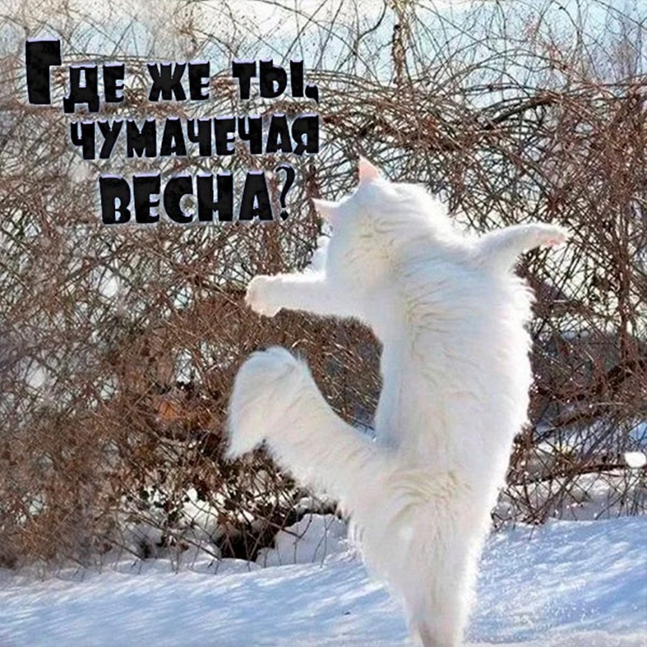 Ван Гог рыжий кот