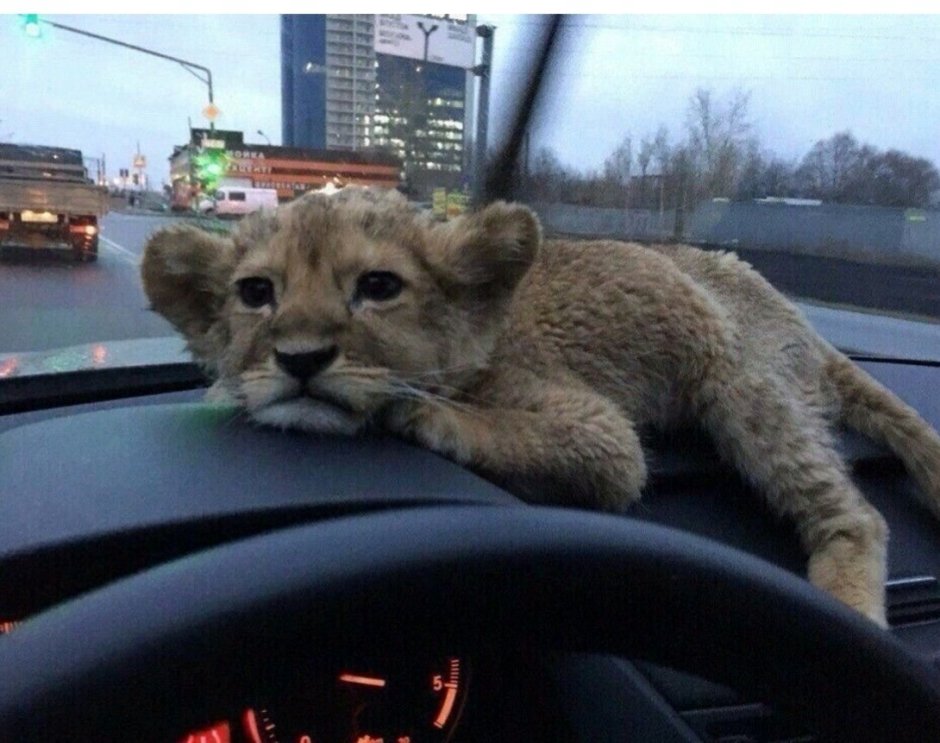 Маленький Львенок в машине