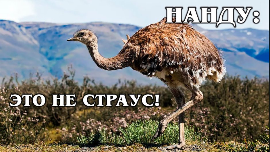 Нанду пампасы что такое