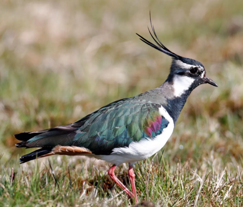 Чибис Vanellus Vanellus