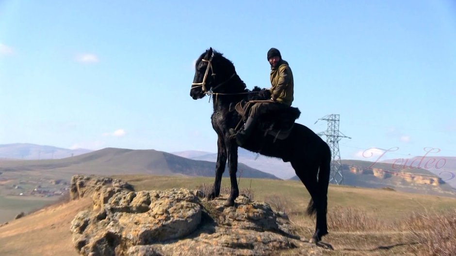 Ганноверская лошадь гнедая