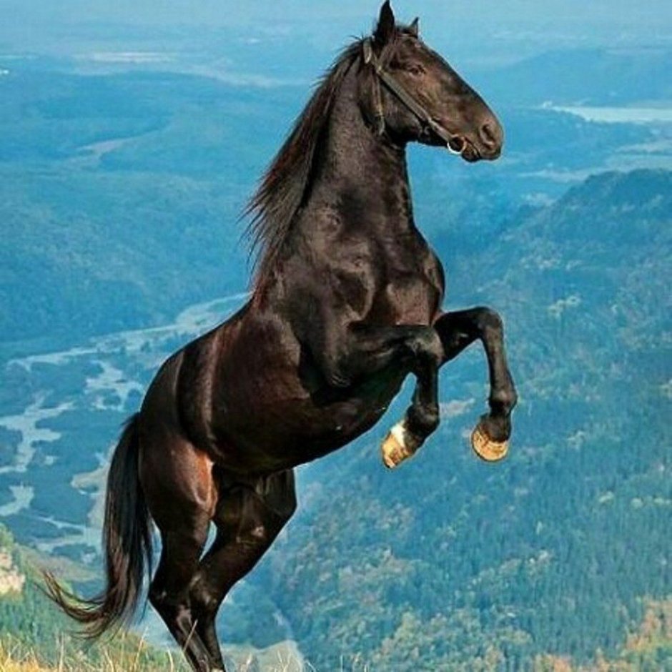 Лошадь породы Мустанг