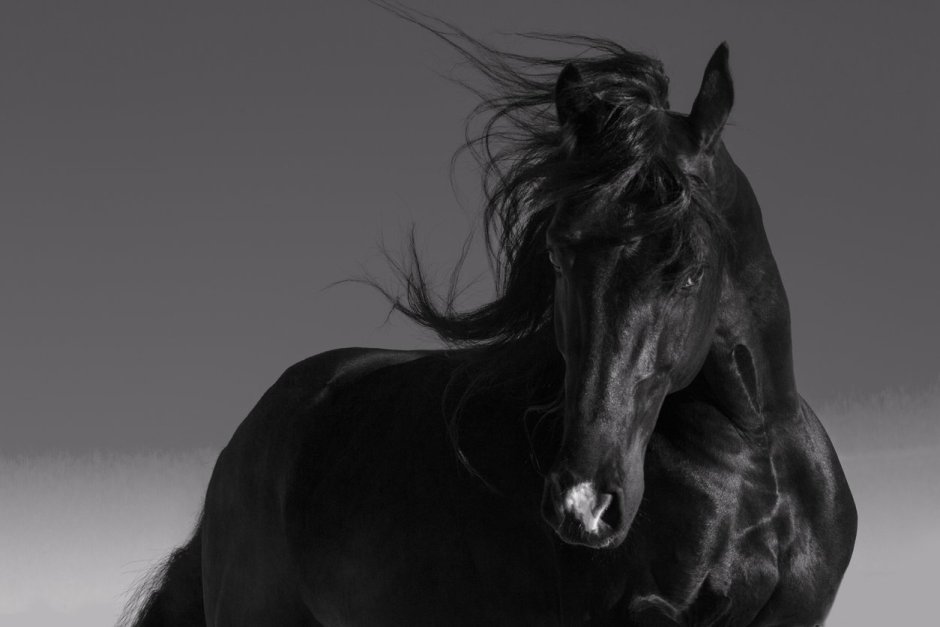 Good morning Horse