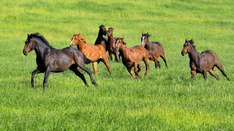 Николай Когут Black Horse