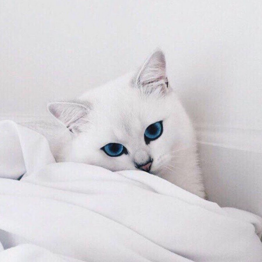 Белая кошка Эстетика