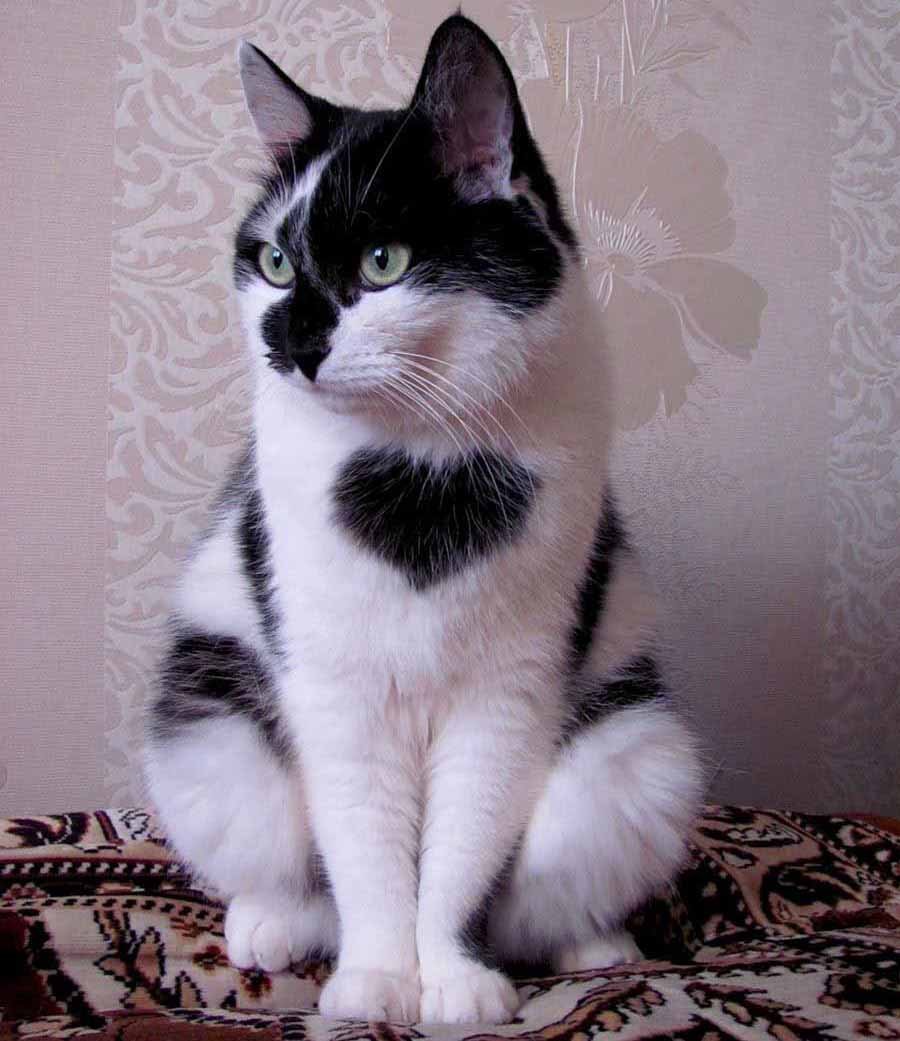 Кот с сердечком на морде