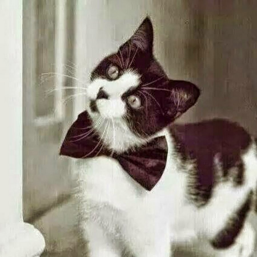 Котик черно белый