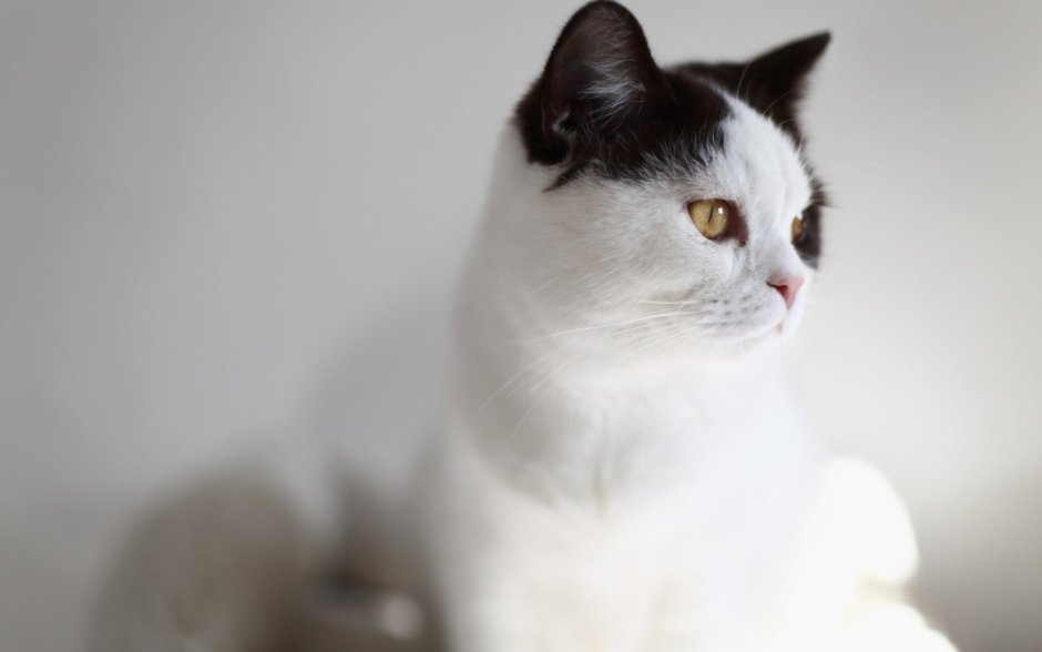 Кошка белая