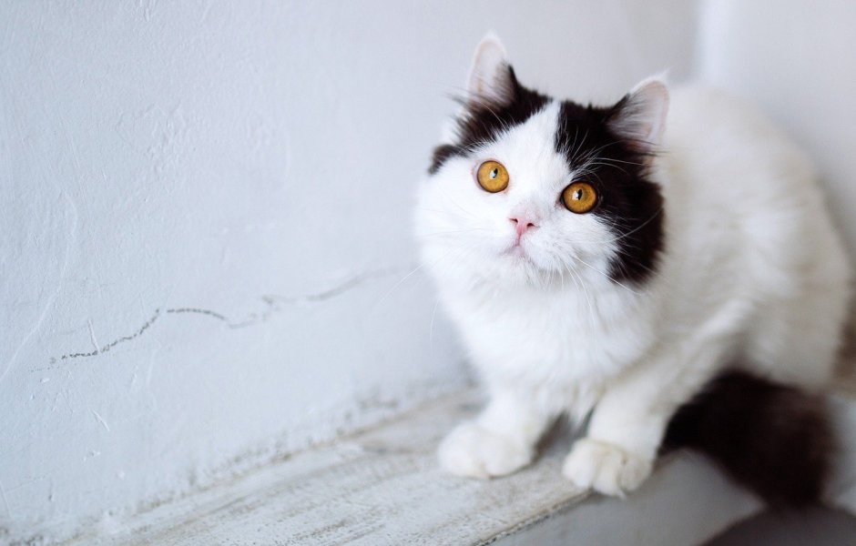 Пушистый белый кот с черными пятнами