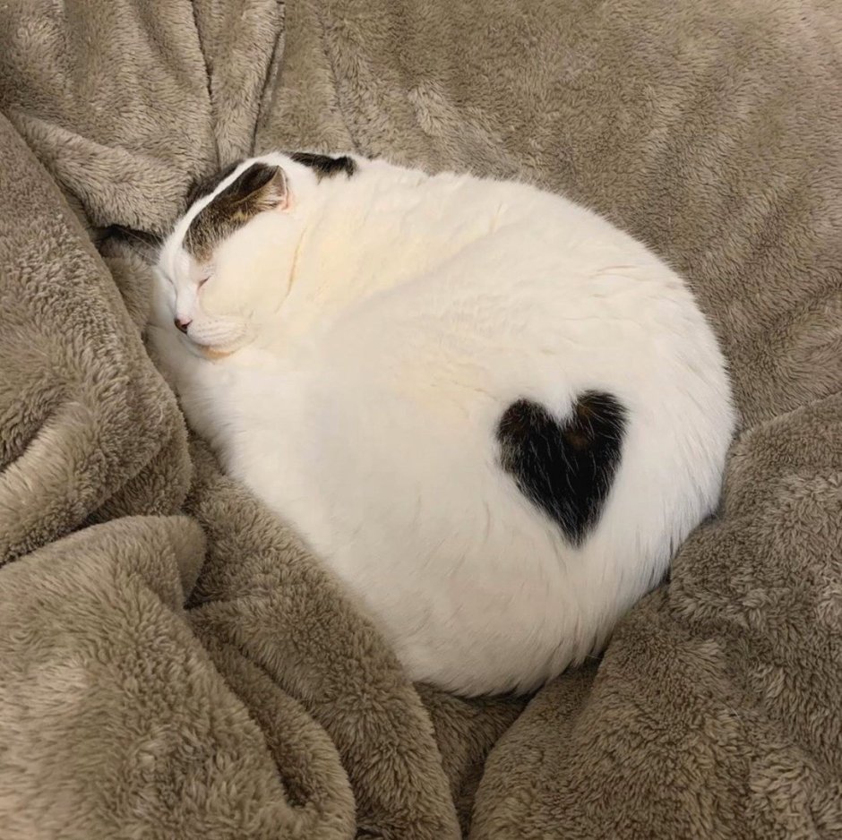 Котики с сердечками