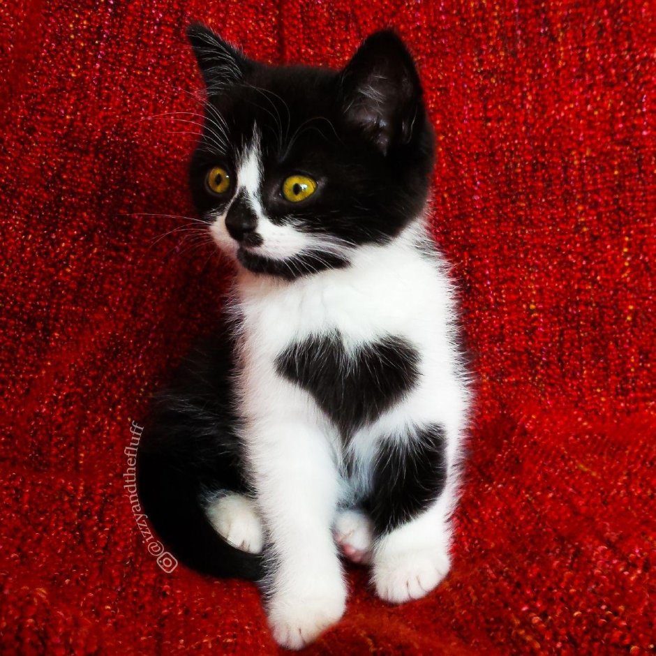 Белый котенок с черными пятнами