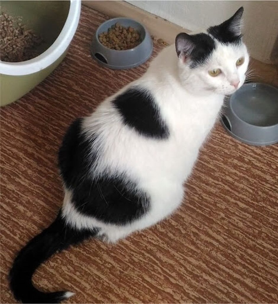 Белая кошка с черными пятнами