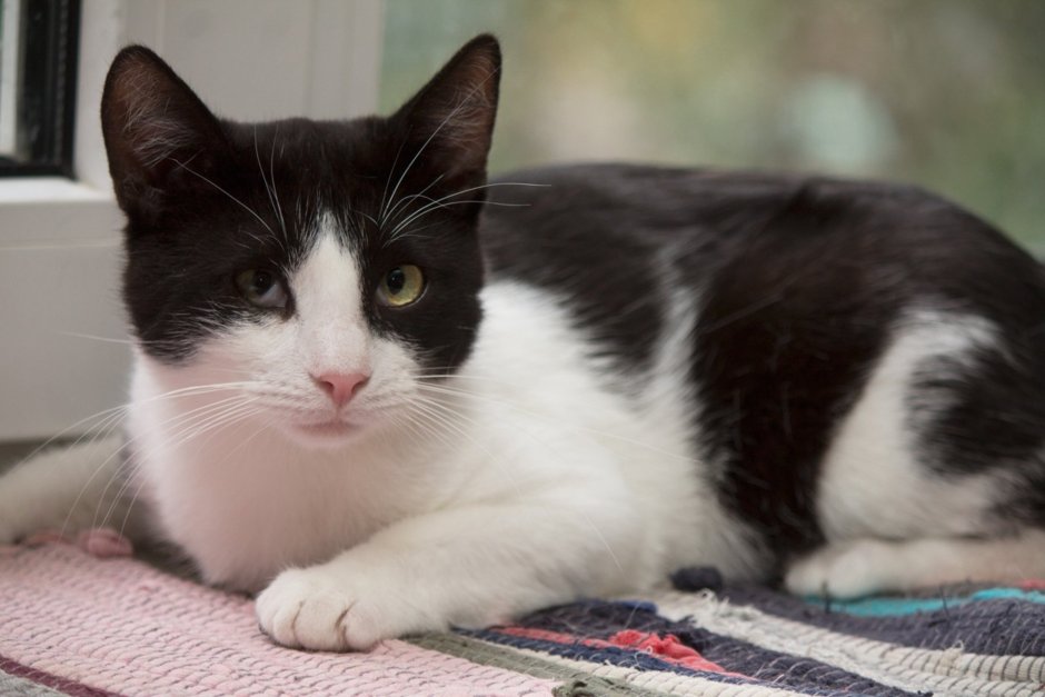 Беспородные кошки черно белые