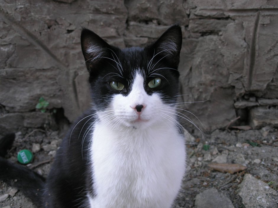 Блэк х. "белая кошка"