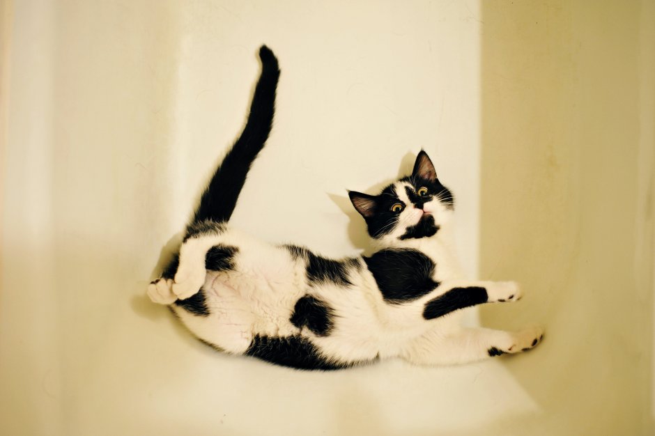 Пятнистые чёрно белые коты