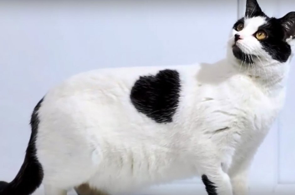 Уот белый счерными пятнами