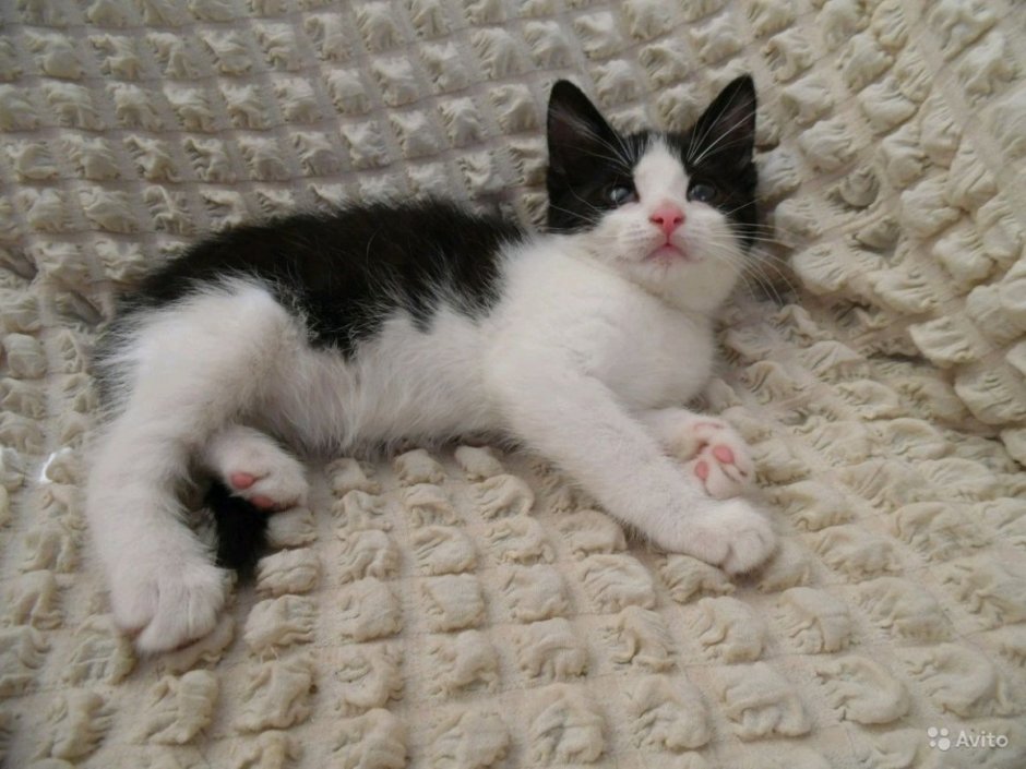 Белый котенок с черными пятнами