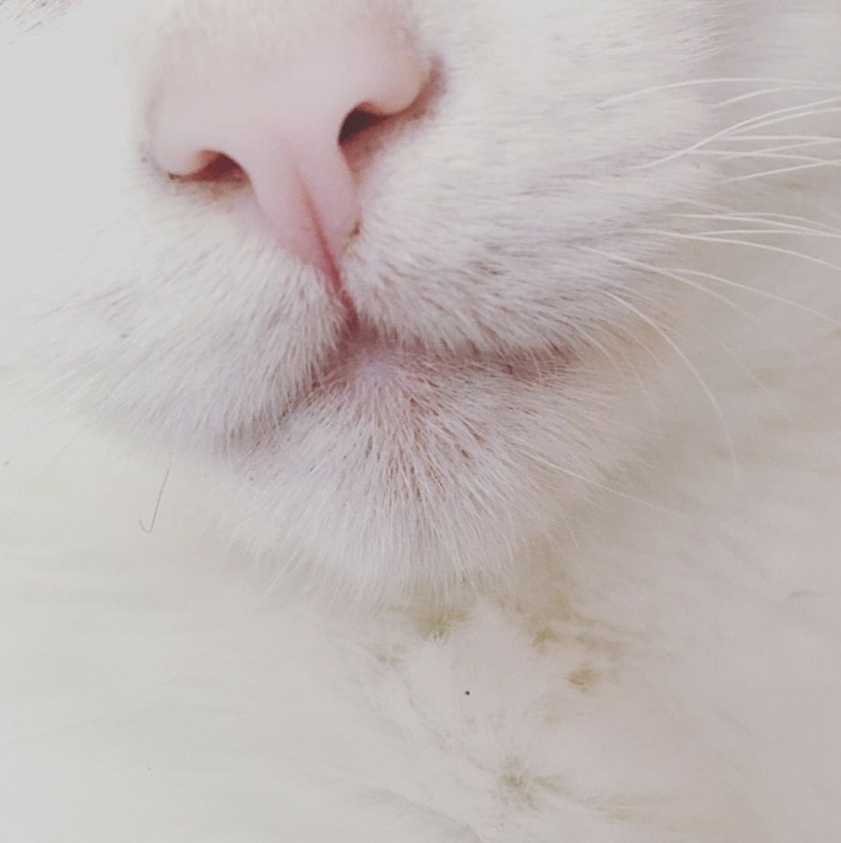 Белый кот Эстетика