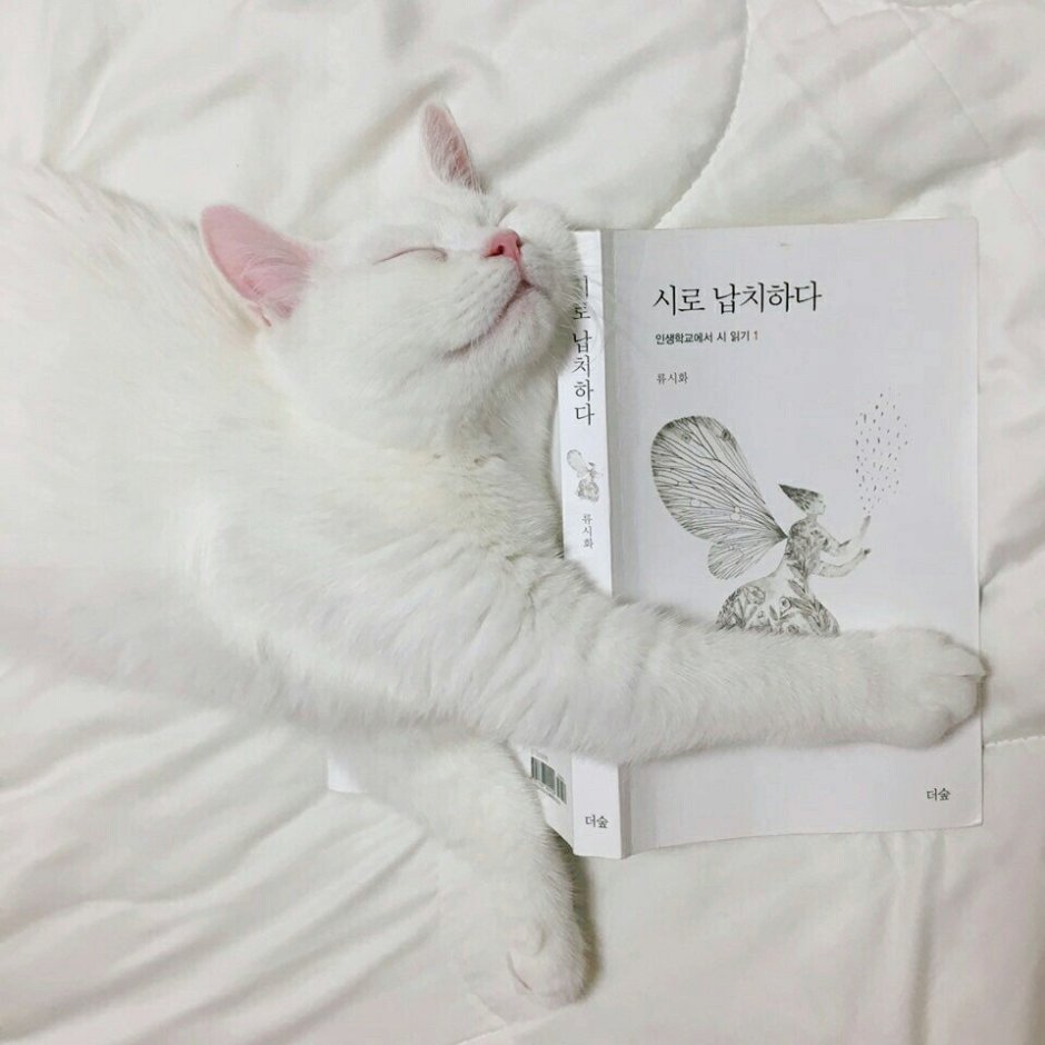 Белая кошка Эстетика