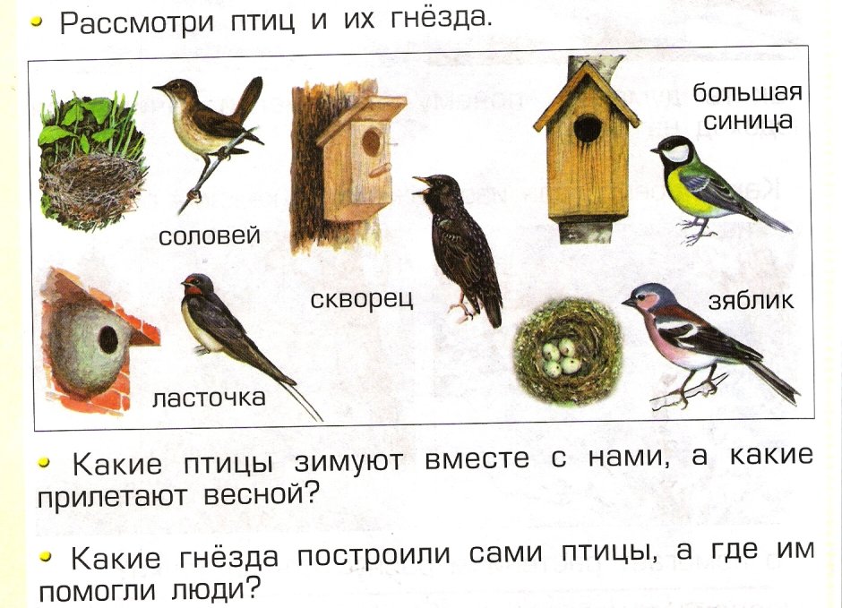 Какие птицы прилетают весной первыми