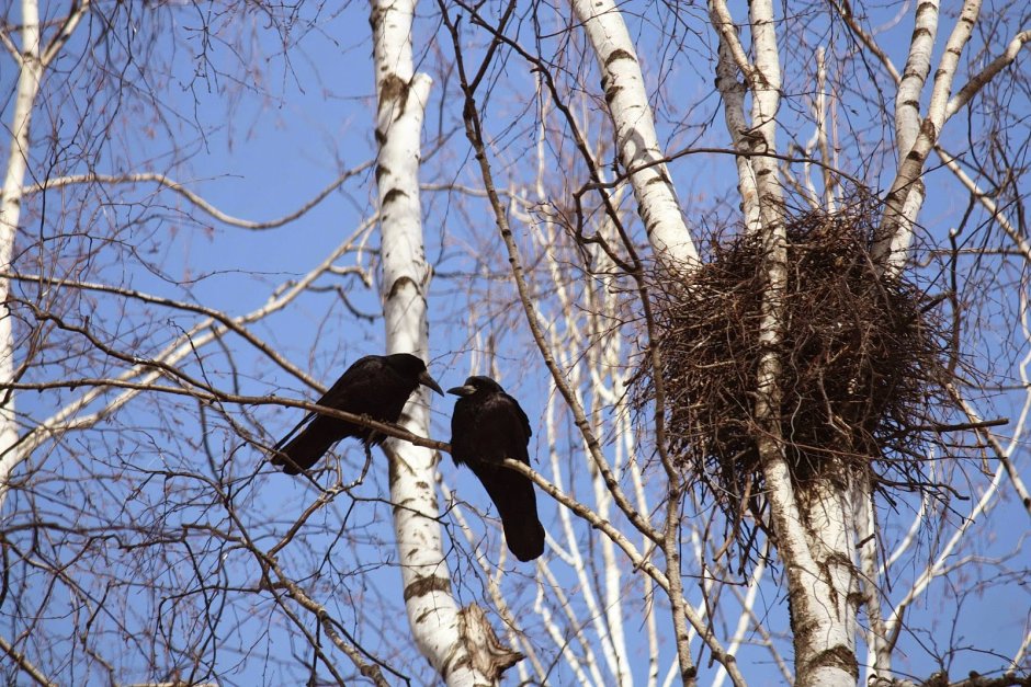 Весна Грачи прилетели