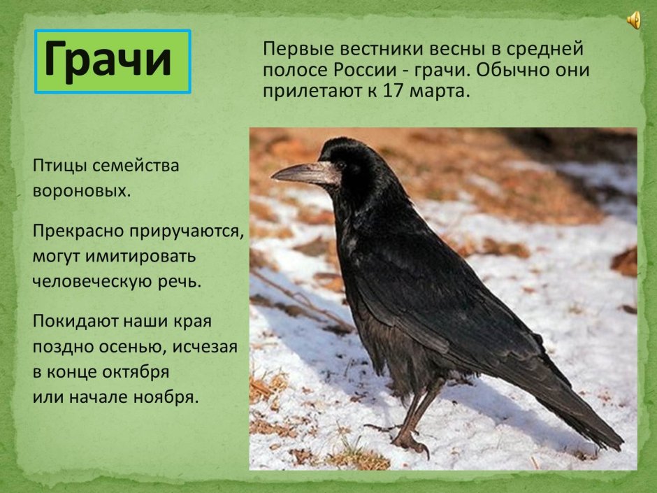 Весна Грачи прилетели