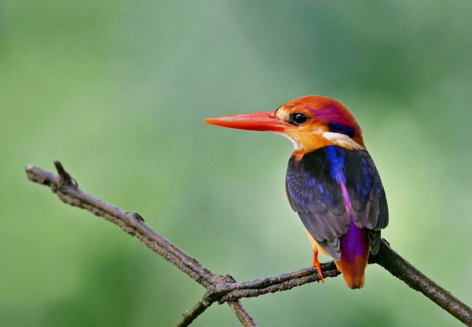 African Pygmy Kingfisher