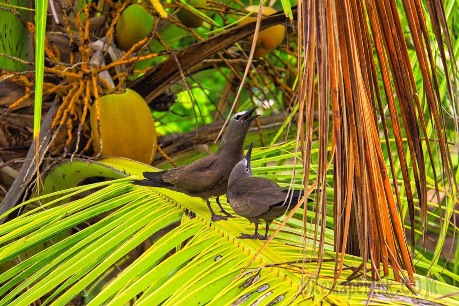 Куба Cayo Coco Flamingo