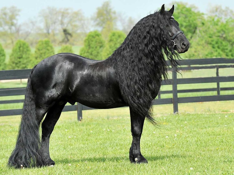 Фризский жеребец Фредерик Великий