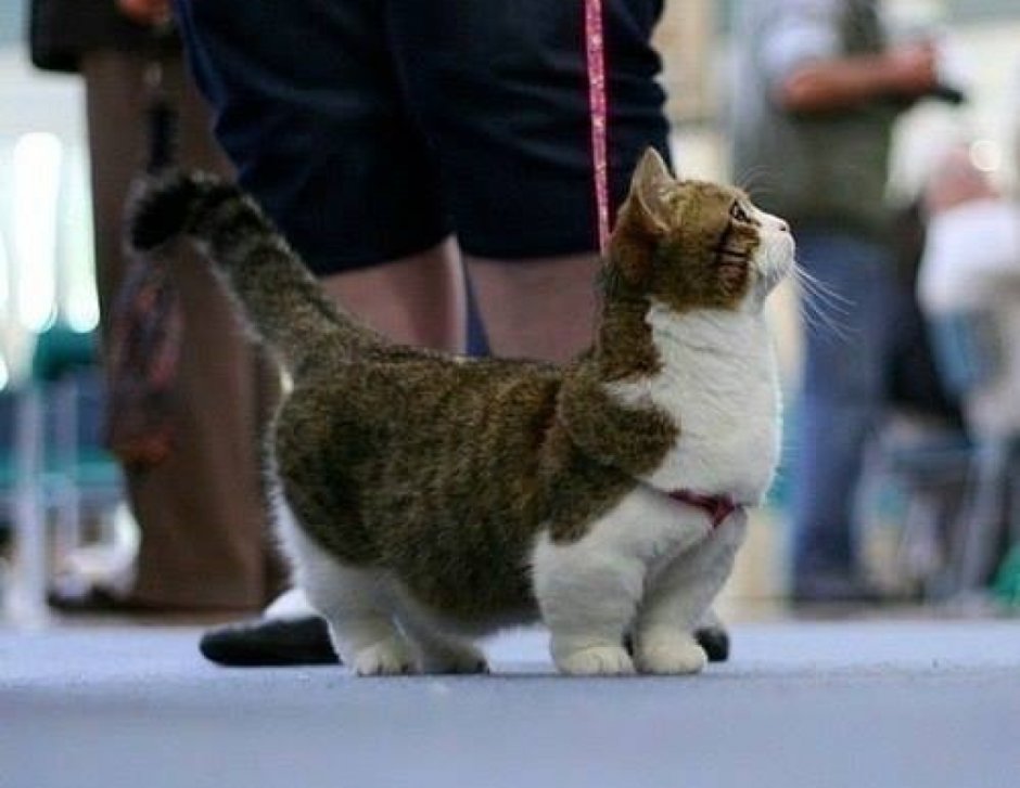 Манчкин кошка короткошерстная