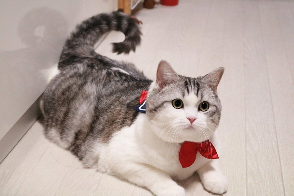 Котик Писко порода
