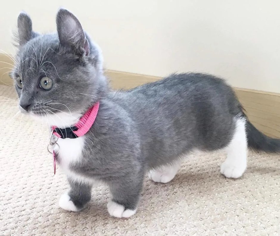 Скоттиш фолд Манчкин