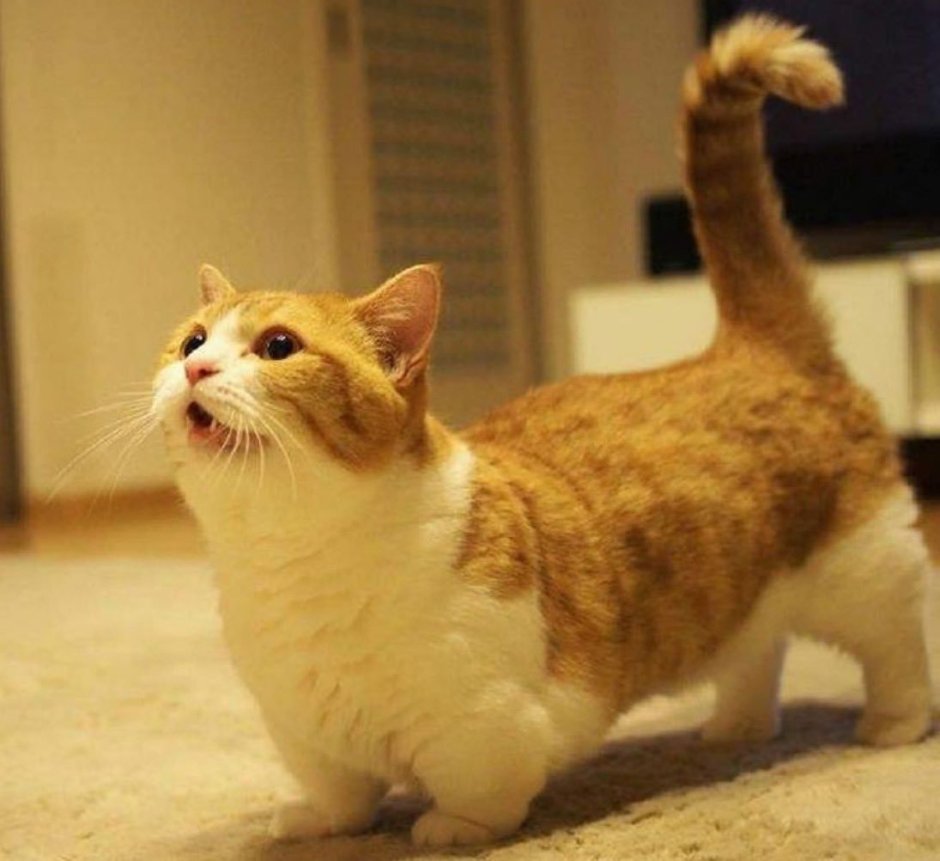 Коротколапые кошки Манчкин